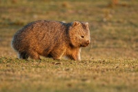 Vombat obecny - Vombatus ursinus - Common Wombat 5360